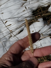 Phleum pratense