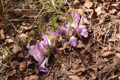 Siphonochilus aethiopicus