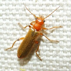 Cantharis cryptica