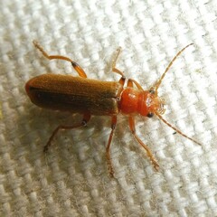 Cantharis cryptica