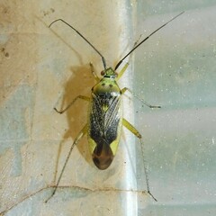 Closterotomus trivialis