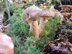 Armillaria gallica