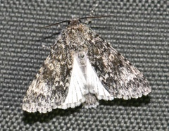 Acronicta megacephala