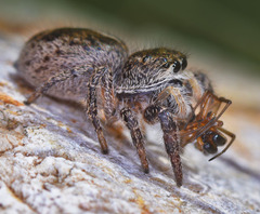 Pellenes tripunctatus