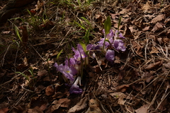 Siphonochilus aethiopicus
