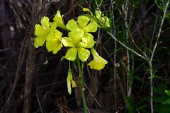 Oxalis pes-caprae