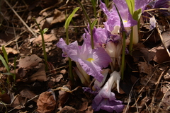 Siphonochilus aethiopicus