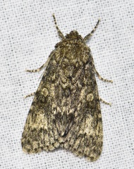 Acronicta megacephala