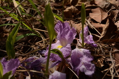 Siphonochilus aethiopicus