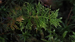 Thuidium tamariscinum