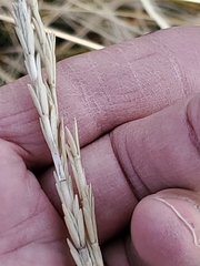 Thinopyrum intermedium