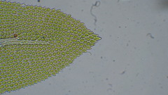 Thuidium tamariscinum