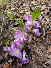 Siphonochilus aethiopicus