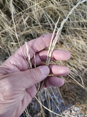 Thinopyrum intermedium