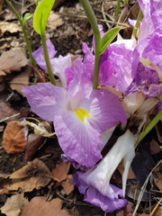 Siphonochilus aethiopicus