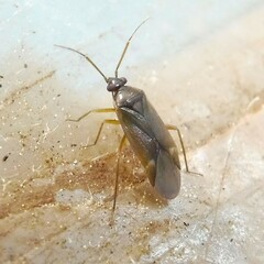 Plesiodema pinetella