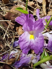 Siphonochilus aethiopicus