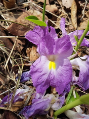 Siphonochilus aethiopicus