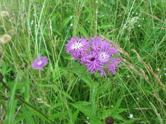 Centaurea jacea