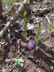 Siphonochilus aethiopicus