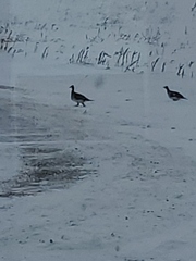 Tympanuchus phasianellus