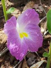 Siphonochilus aethiopicus