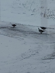 Tympanuchus phasianellus