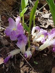 Siphonochilus aethiopicus