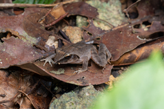 Platymantis corrugatus