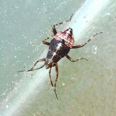 Deraeocoris flavilinea
