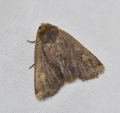 Conistra erythrocephala