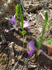 Siphonochilus aethiopicus