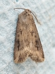 Agrotis ipsilon