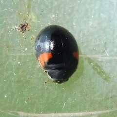 Adalia decempunctata