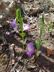 Siphonochilus aethiopicus