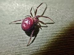 Steatoda grossa