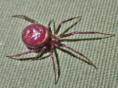 Steatoda grossa
