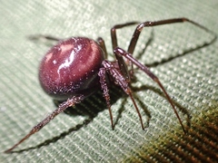 Steatoda grossa