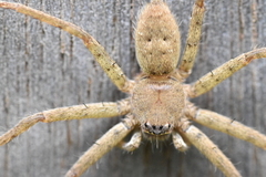 Heteropoda