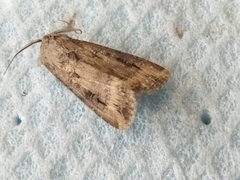 Agrotis ipsilon