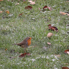 Erithacus rubecula