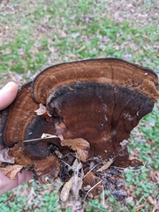 Inonotus hispidus