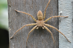 Heteropoda