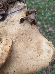 Inonotus hispidus