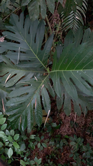 Artocarpus altilis