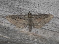 Eupithecia unicolor