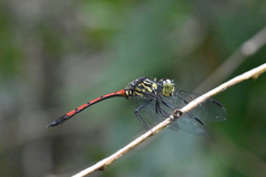 Agrionoptera insignis