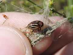 Phylloscelis atra