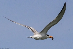 Thalasseus maximus