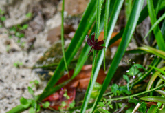 Neurothemis fluctuans